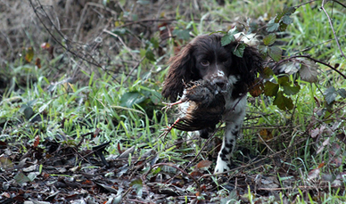 Springer Spaniel da caccia
