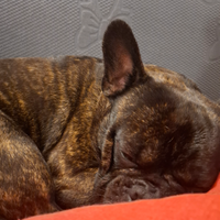 Bulldog Francese per monta