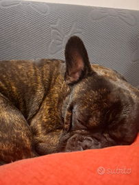 Bulldog Francese per monta