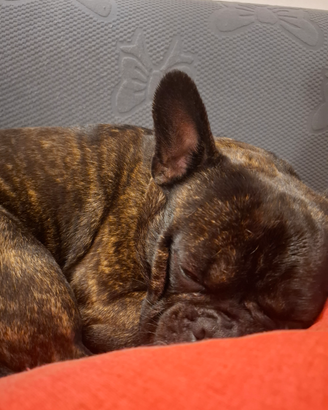 Bulldog Francese per monta
