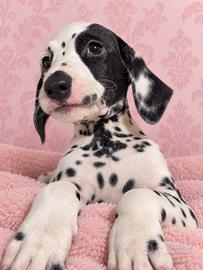 Dalmata pedigree femminnuccia