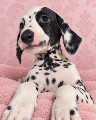 Dalmata pedigree femminnuccia