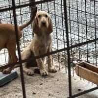 Segugi Italiani pelo forte