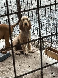 Segugi Italiani pelo forte