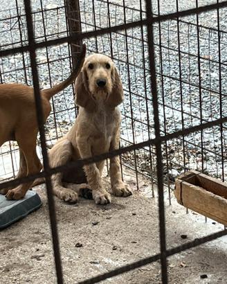 Segugi Italiani pelo forte