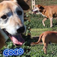 ADOZIONE CANI ANZIANI - Coco