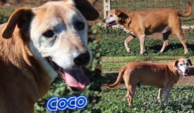 ADOZIONE CANI ANZIANI - Coco