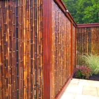 Canne di bambù - bambu - bamboo