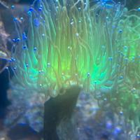 Acquario Marino coralli