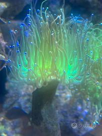 Acquario Marino coralli