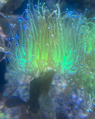 Acquario Marino coralli