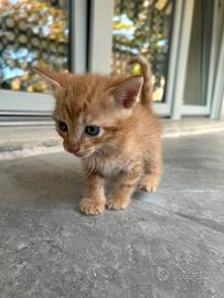 Gattino arancione