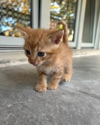 Gattino arancione