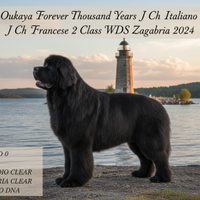 Disponibili Cuccioli di Terranova