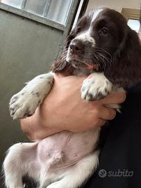 Cuccioli di Springer Spaniel inglese