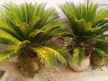 Piante
