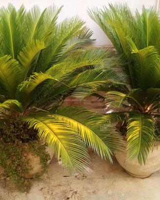 Piante