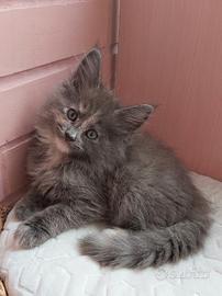 Maine coon due mesi pedigree afsi