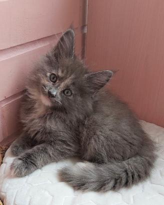 Maine coon due mesi pedigree afsi
