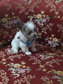 Chihuahua