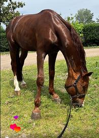 Mezzafida salto ostacoli