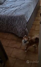 Chihuahua maschio