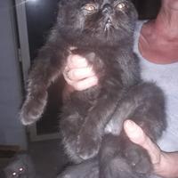 Gatto persiano maschio x accoppiamento