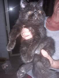 Gatto persiano maschio x accoppiamento