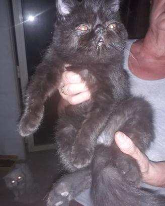 Gatto persiano maschio x accoppiamento