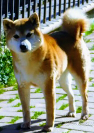 Stupenda femmina Shiba Inu Cessione