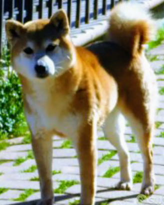 Stupenda femmina Shiba Inu Cessione