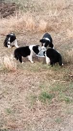 Cuccioli Border Collie