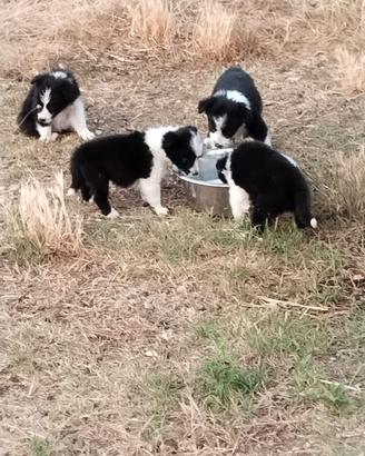 Cuccioli Border Collie