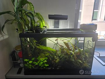 acquario