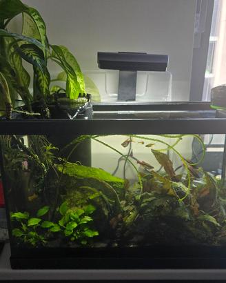acquario