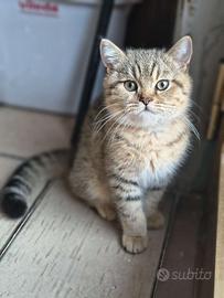 Gatti di razza