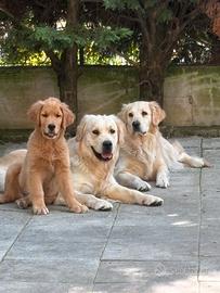 Cuccioli golden retriever