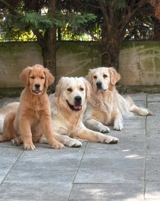 Cuccioli golden retriever
