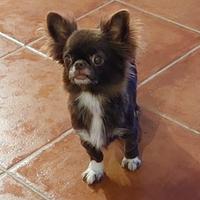 Chihuahua fattrice