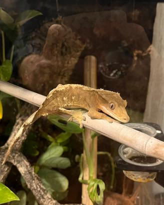 Geco ciliatus maschio