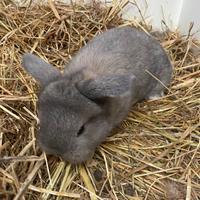 Cuccioli di coniglio ariete