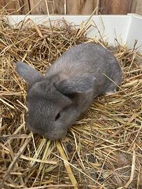 Cuccioli di coniglio ariete