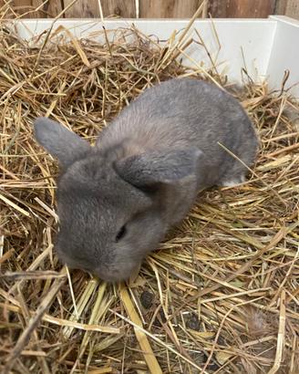 Cuccioli di coniglio ariete