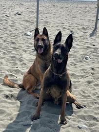 Pastore belga malinois