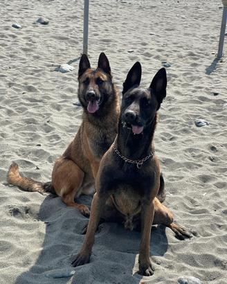 Pastore belga malinois