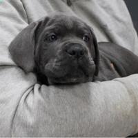 Cane corso linea Zach