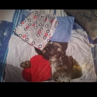 Completo letto singolo Puppy