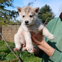 Cucciola siberian husky