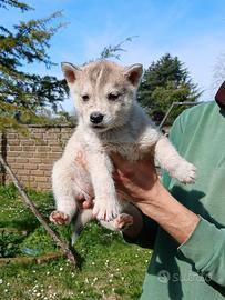 Cucciola siberian husky