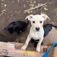 Famiglia che possa accogliere un nuovo piccolino